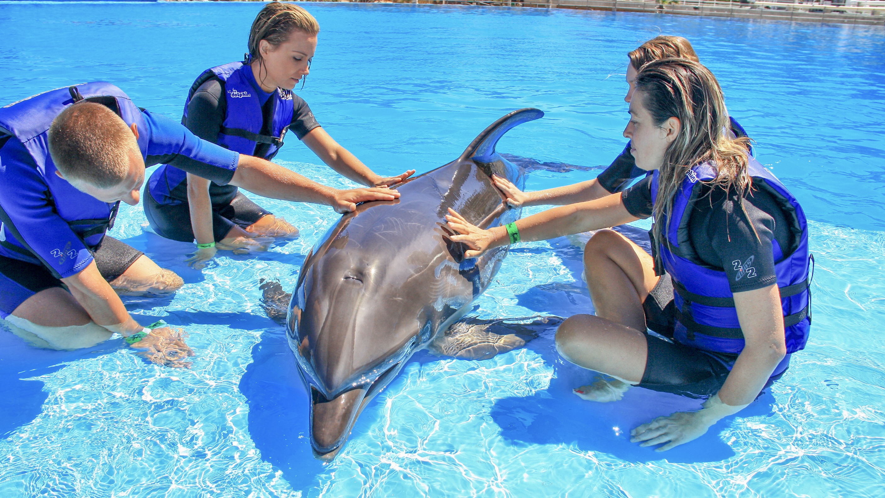 Dolphin activities in Los Cabos