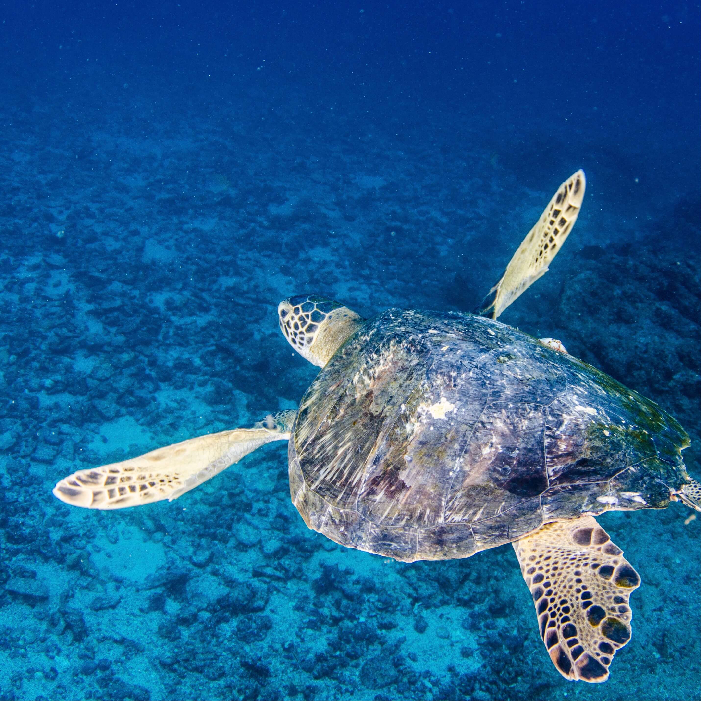 Sea turtle in Cabo Pulmo